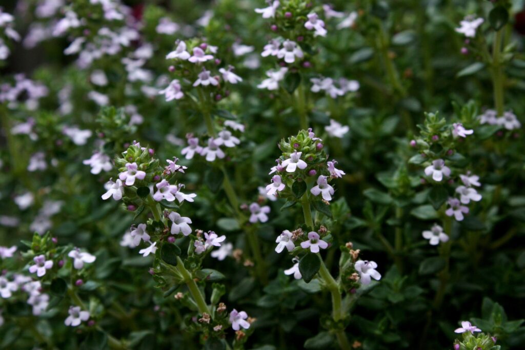 Thymian (Thymus vulgaris)