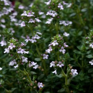 Thymian (Thymus vulgaris)
