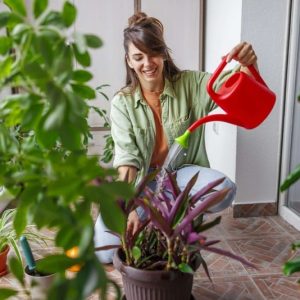 Frau gießt mit roter Gießkanne eine Zimmerpflanze im Topf, daneben eine Grünlilie und ein Weihnachtskaktus
