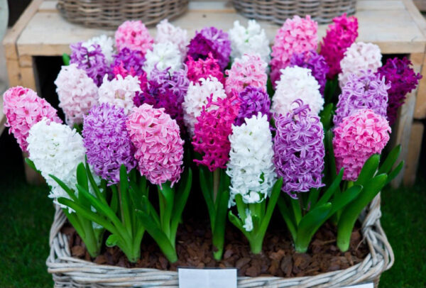 Wie man Hyazinthen im Blumentopf anbaut