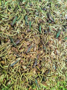 Getrocknete Insekten – Mischung 500 g