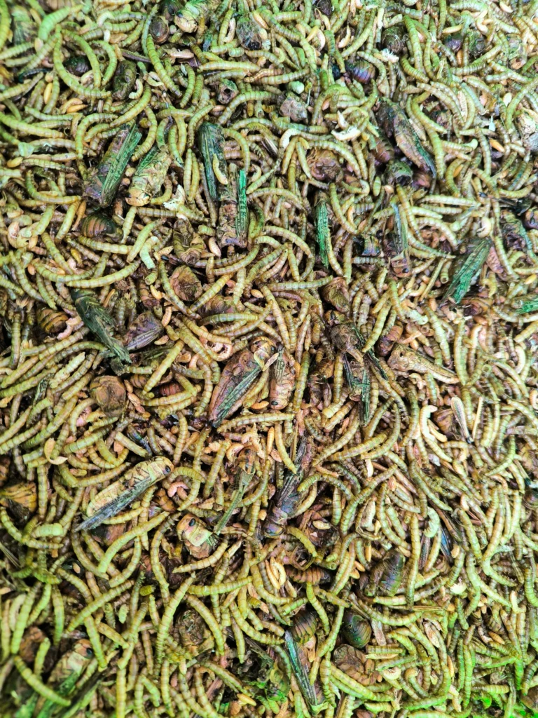 Getrocknete Insektenmischung mit grünen und braunen Larven für natürliches Hühner- und Vogelefutter, reich an Proteinen