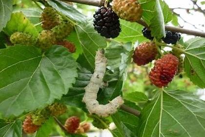 Krankheiten und Schädlinge beim Anbau von Maulbeeren