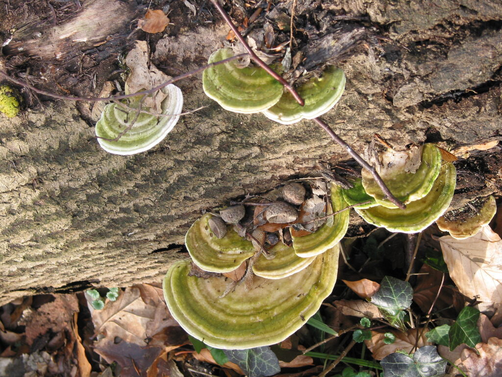 Buckeltramete (Trametes gibbosa)