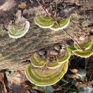 Buckeltramete (Trametes gibbosa)
