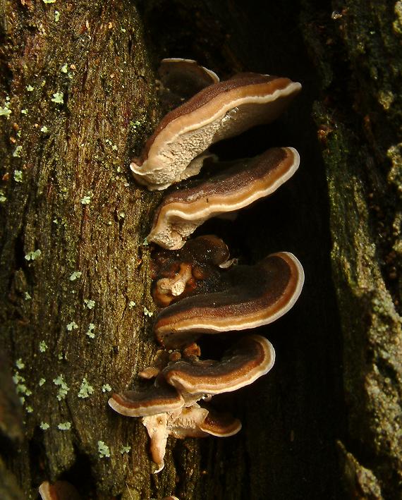 Schmetterlingstramete (Trametes versicolor)
