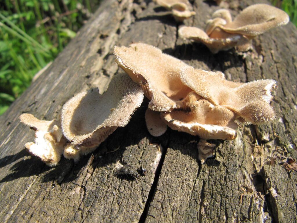 Striegelige Tramete (Trametes hirsuta)