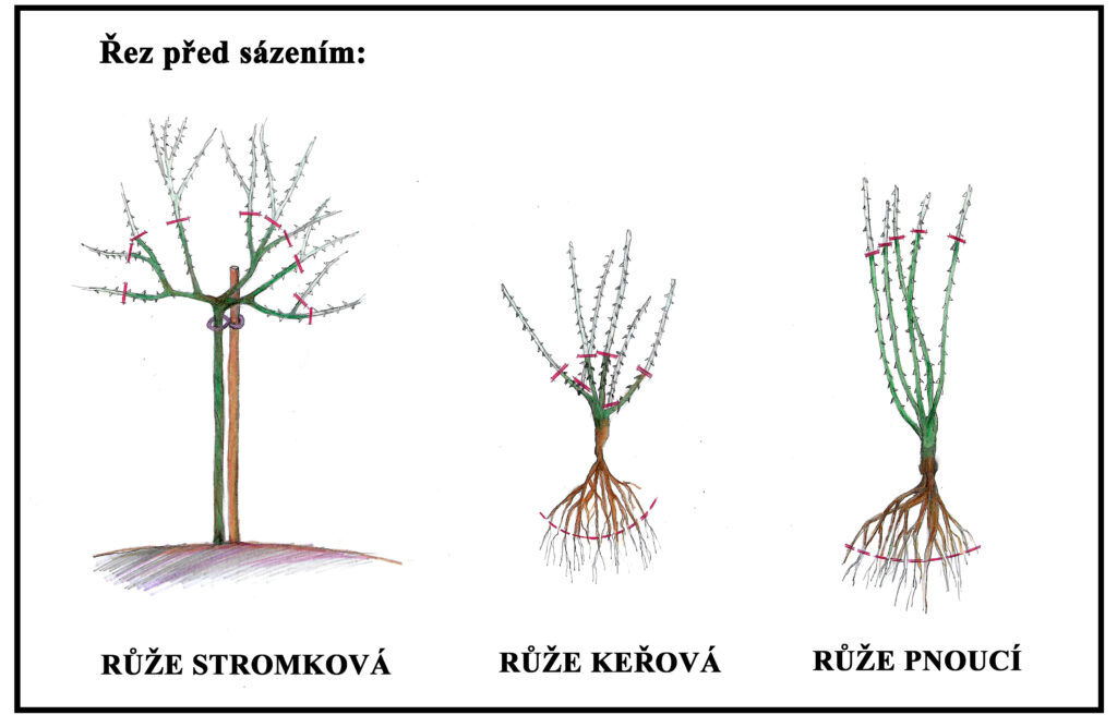 Schema des Rosenschnitts vor der Pflanzung von Hochstamm-, Strauch- und Kletterrosen
