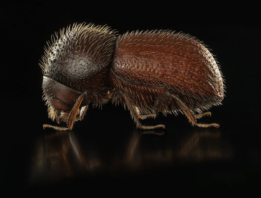 Fruchtborkenkäfer (Anisandrus dispar)