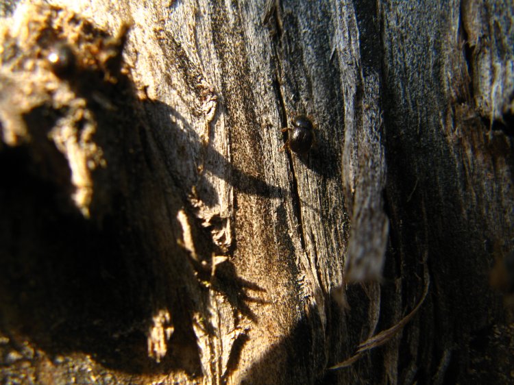 Obstkäfer (Anisandrus dispar)