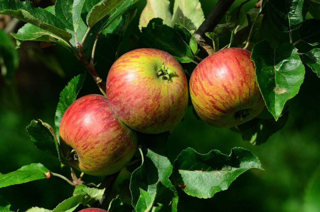 Apfelbaum (Malus)