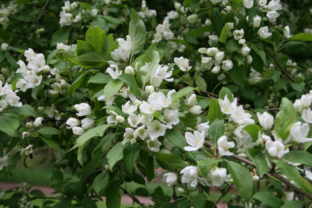 Beerenapfel (Malus baccata)