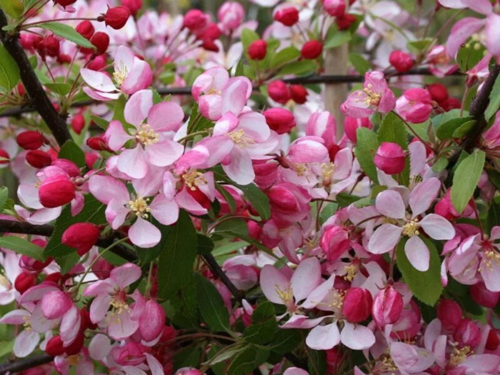 Vielblütige Apfelrose (Malus floribunda)