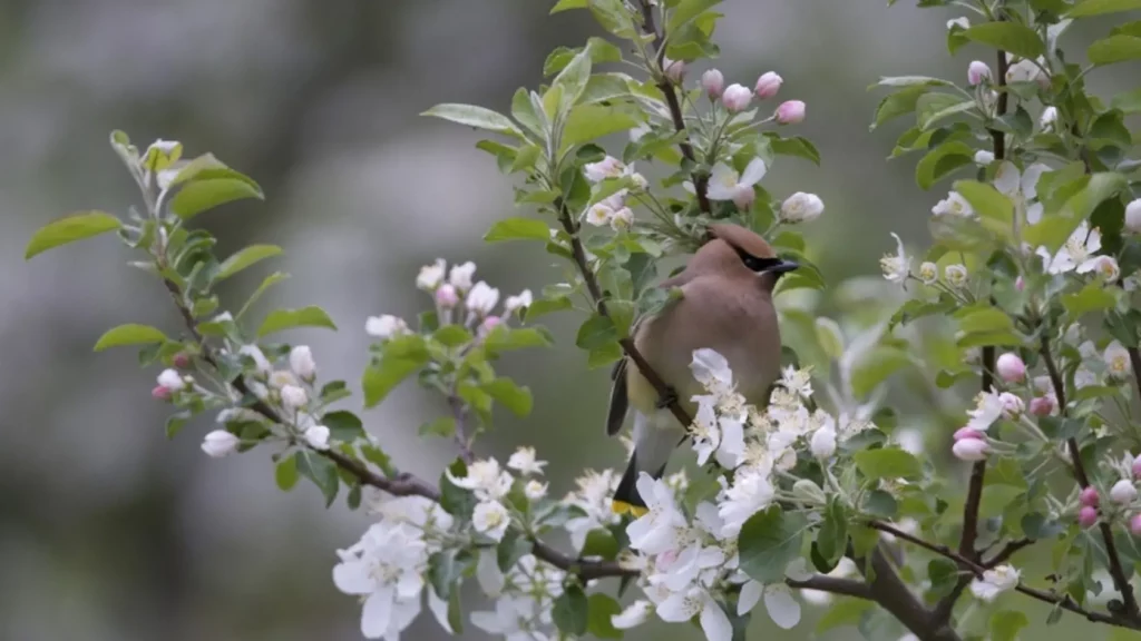 Prärieapfel (Malus ionensis)