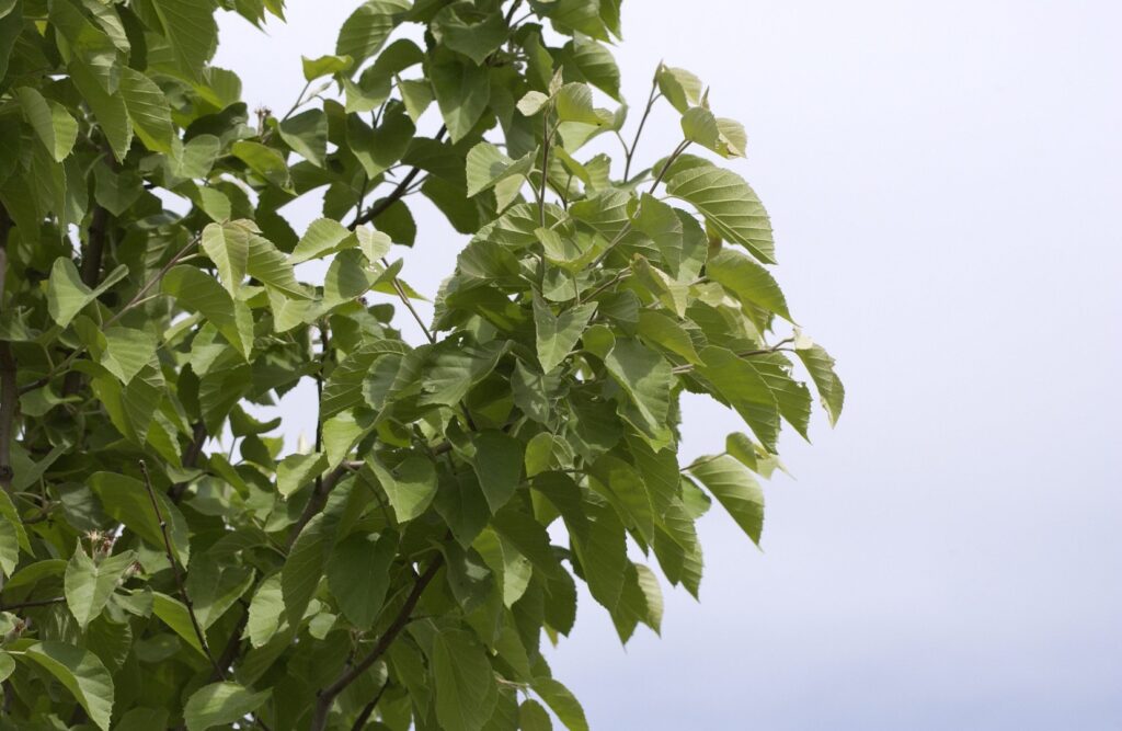 Tschonoskis Apfelbaum (Malus tschonoskii)