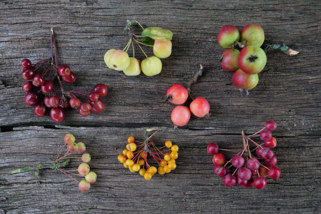Früchte Apfelbaum (Malus)