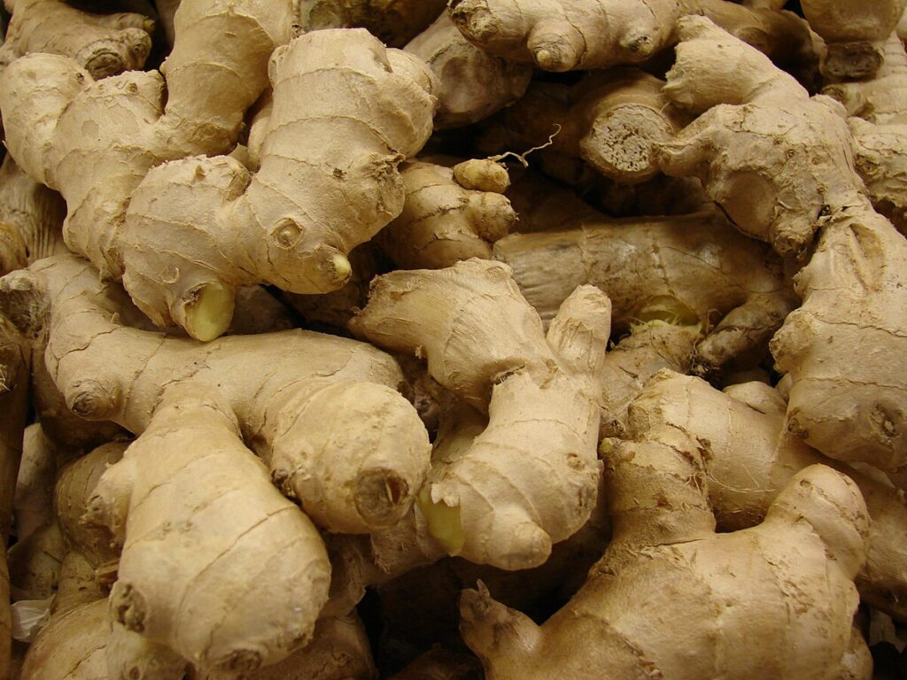 Zázvor (Zingiber officinale)