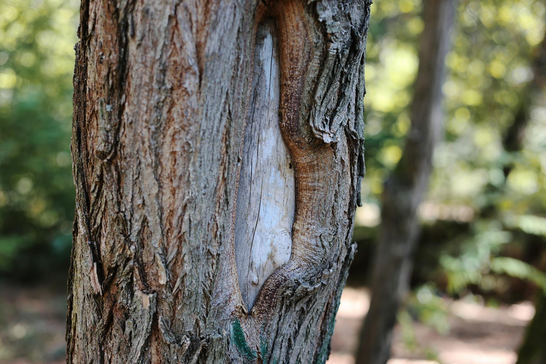 Rindenverletzung am Baum