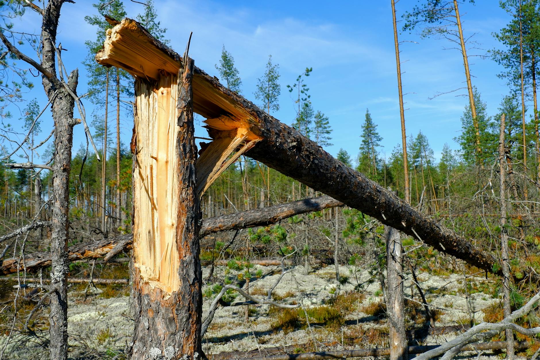 Blitz in den Baum
