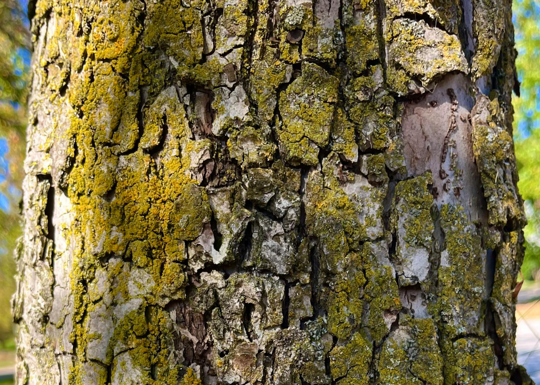 holzzerstörende Pilze