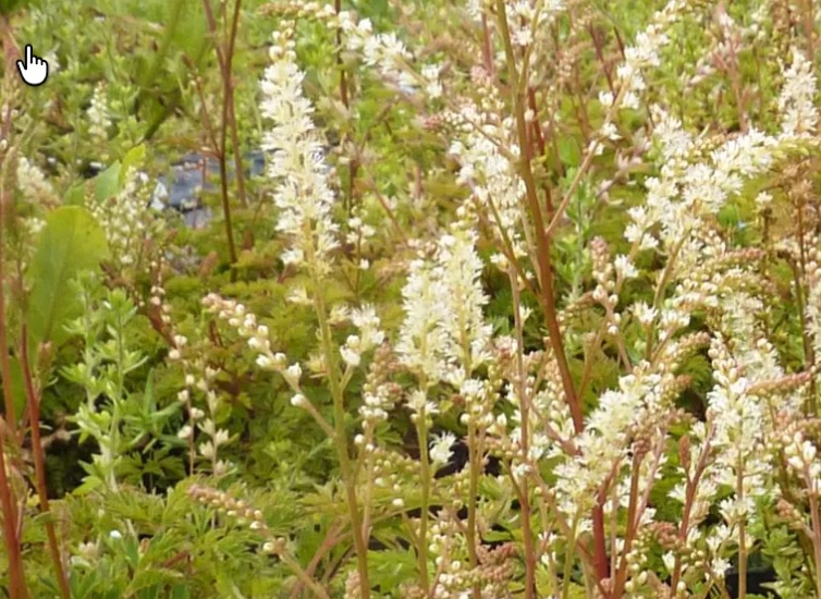 Aruncus aethusifolius (Zwerg-Geißbart)