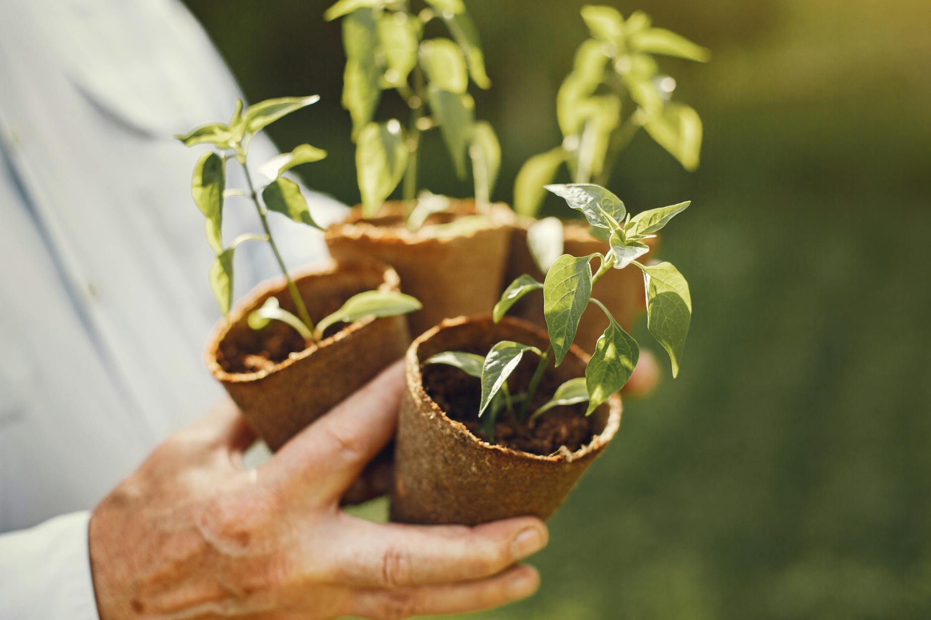 Apikale Dominanz durch Auxin und Cytokinin in der Sprossspitze