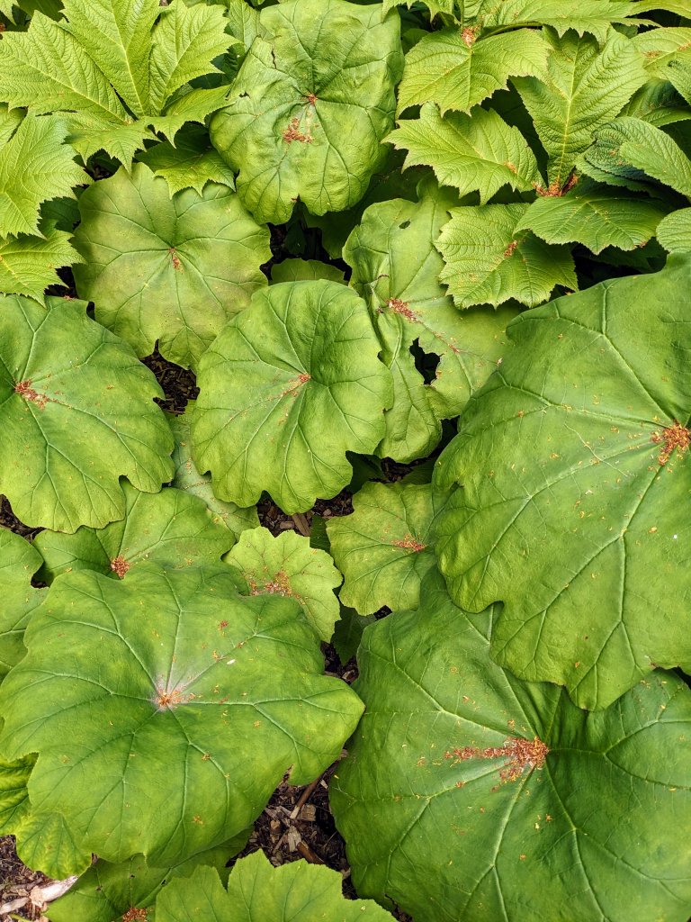 Astilboides tabularis (Tafelblatt)