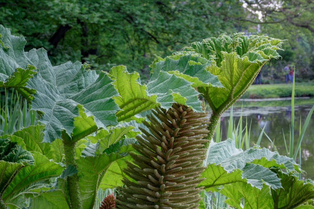 Mammutblatt (Gunnera manicata)