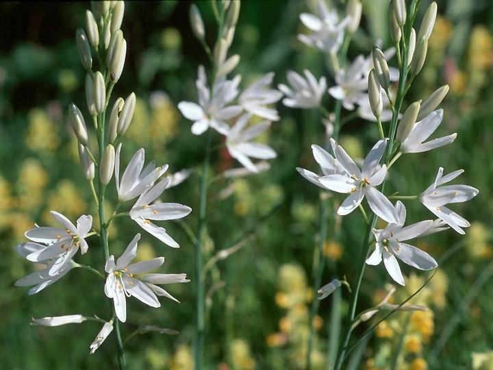 Astlose Graslilie (Anthericum liliago)