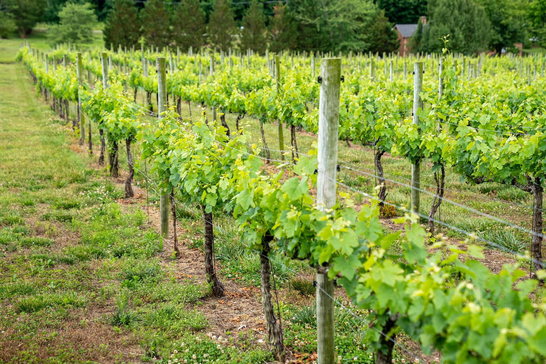 Bewertungssystem für Weinberggrundstücke und abschließende Bewertung