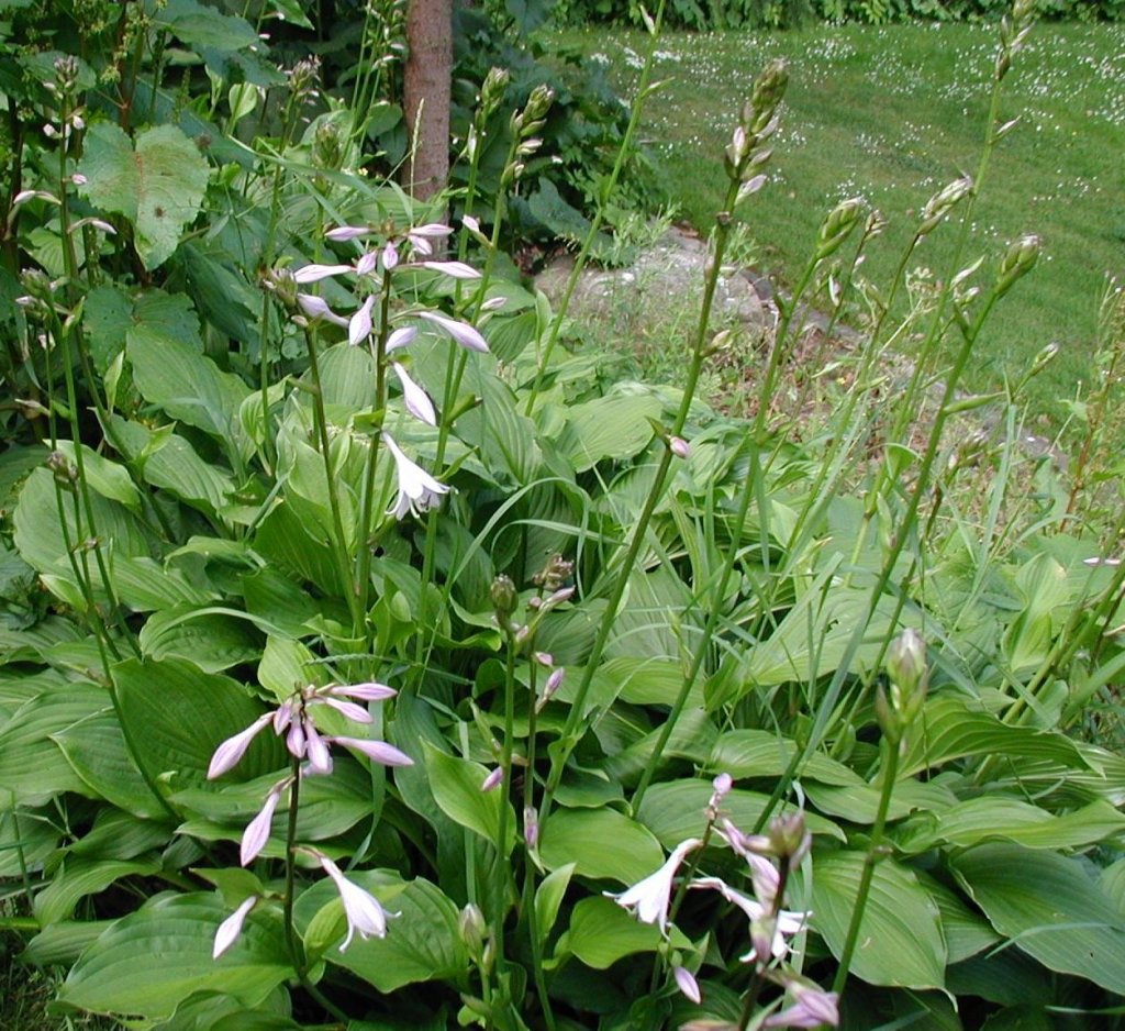 Fortunes Funkie (Hosta fortunei)
