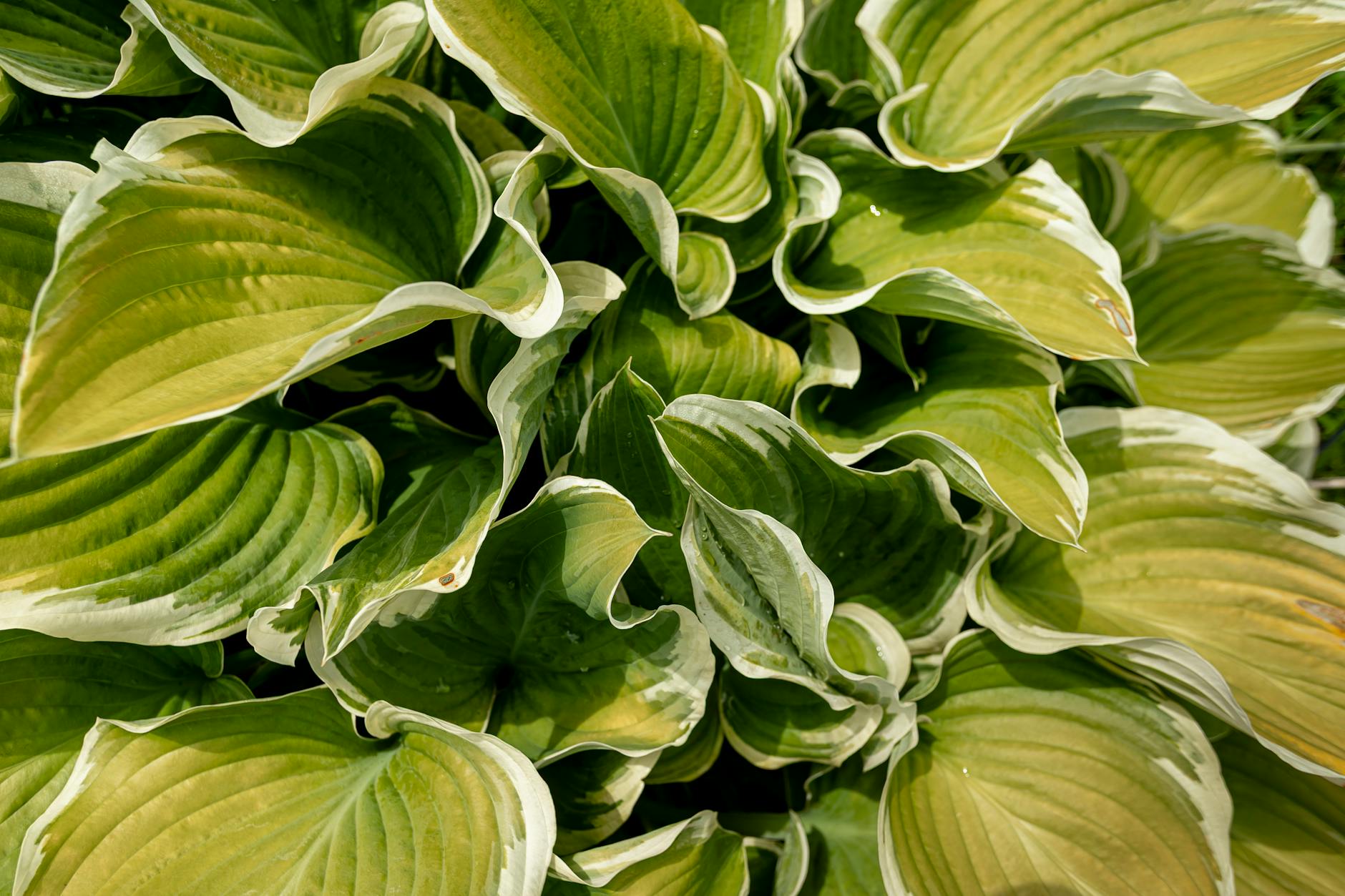 Funkie (Hosta)