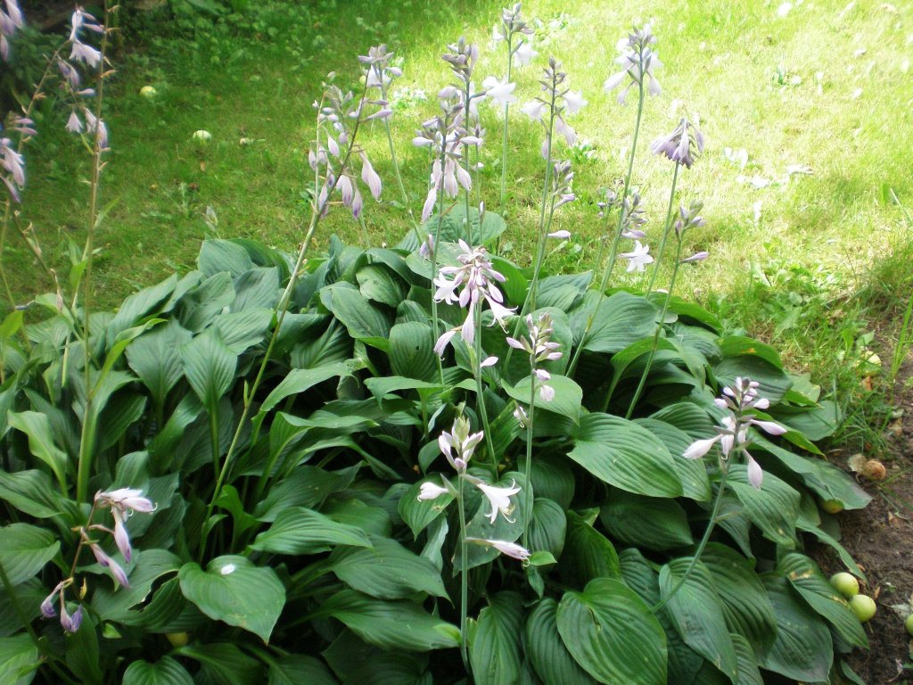 Wegerichblättrige Funkie (Hosta plantaginea)