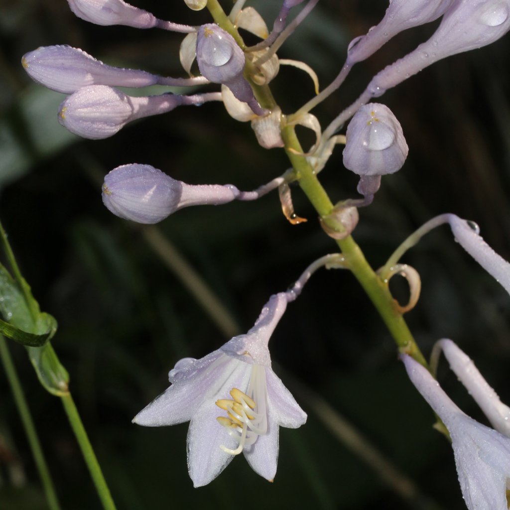 Weißrand-Funkie (Hosta crispula)
