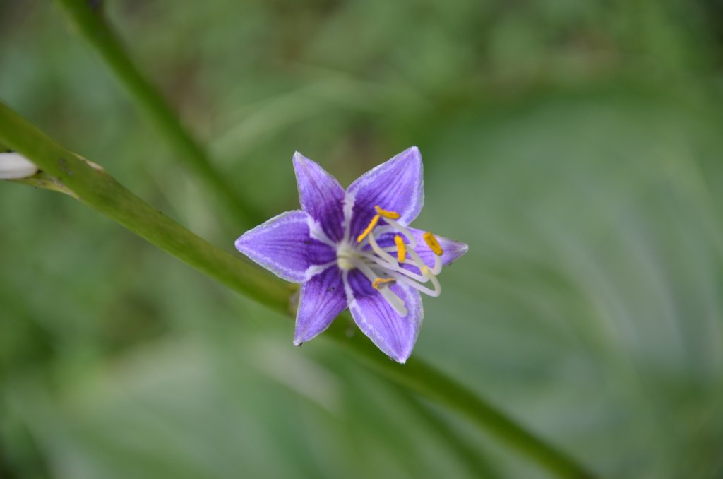 Glockenfunkie 'Aureomaculata' (Hosta ventricosa 'Aureomaculata')