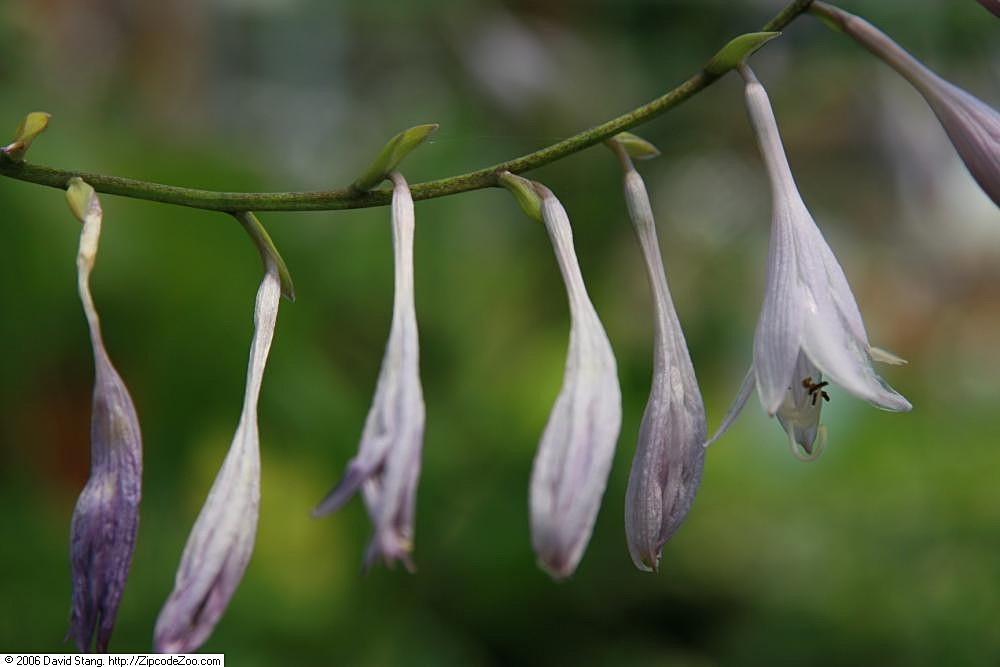 Funkie 'Albo-marginata' (Hosta undulata 'Albo-marginata')