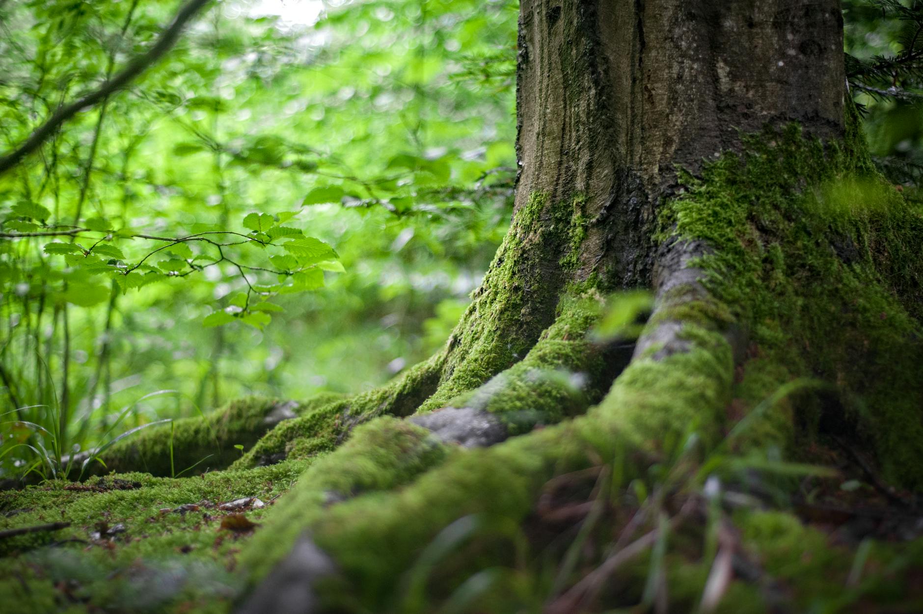 Wirbellose Organismen in verrottendem Holz und Baumrinde