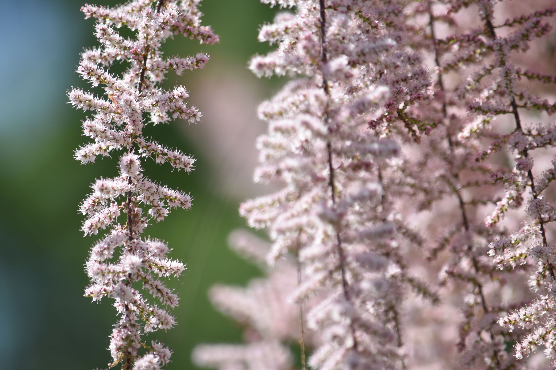 Astilbe (Prachtspiere)