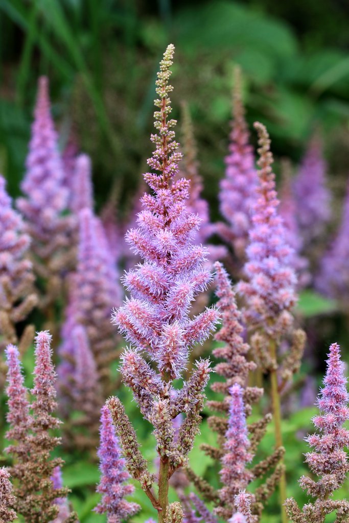 Niedrige China-Astilbe 'Pumila' mit violettrosa Blütenrispen