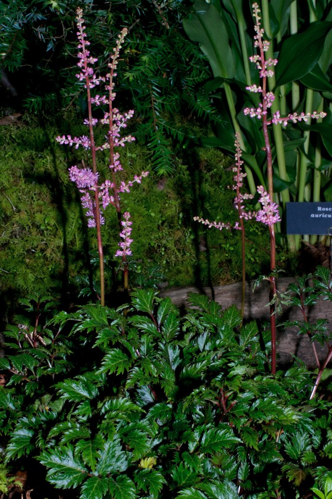 Astilbe 'Lilliput' (Astilbe crispa 'Lilliput')