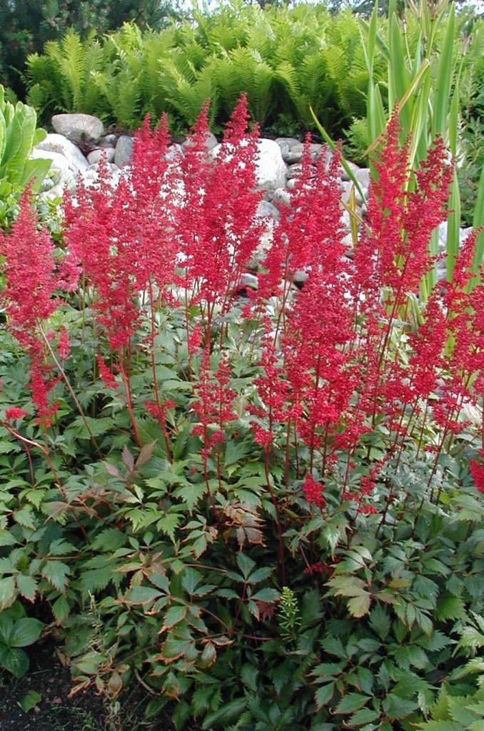 Arends-Astilbe 'Fanal' mit dunkelroten Blütenrispen