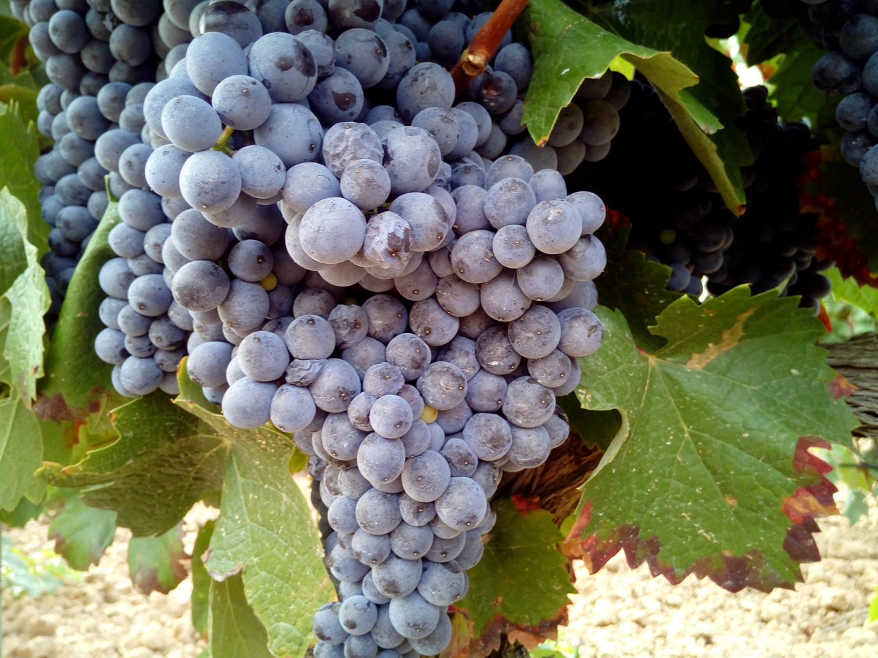 Rebenkrankheiten und Schäden – Einfluss auf Saft und Wein