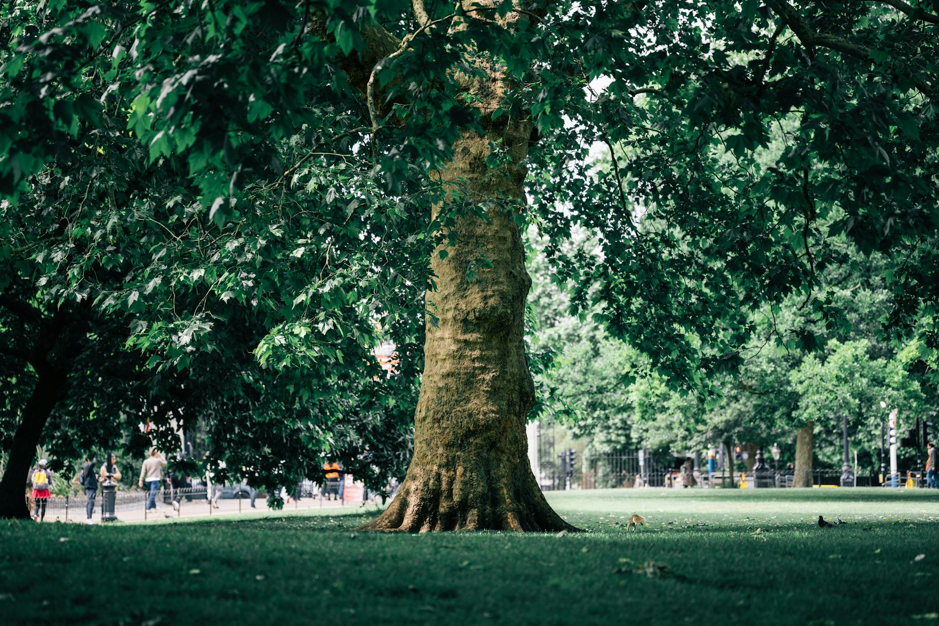 Arboristik als Fachbereich: von mittelalterlichen Baumwärtern bis heute.
