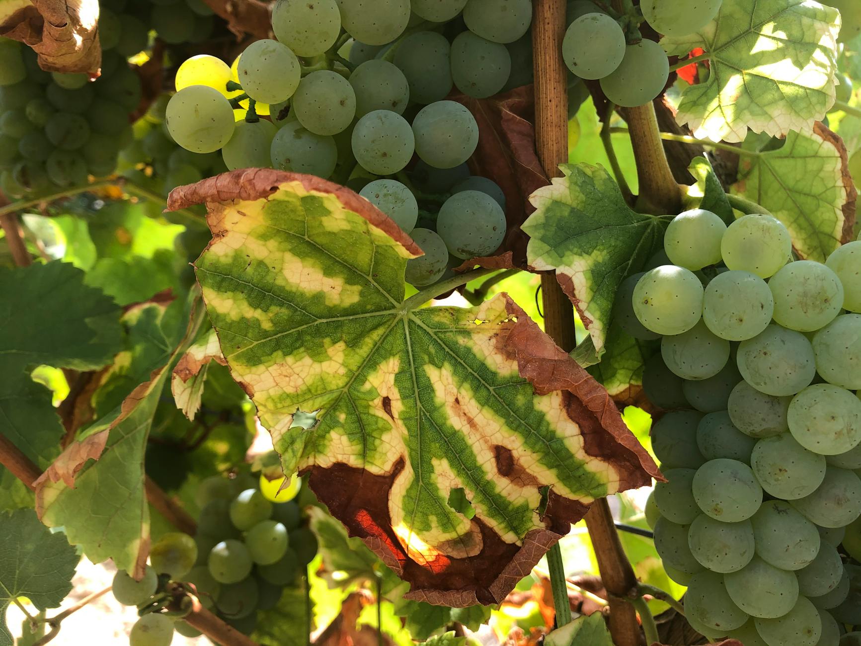 Eigenschaften und Bedeutung der Weinrebe im Gartenbau.