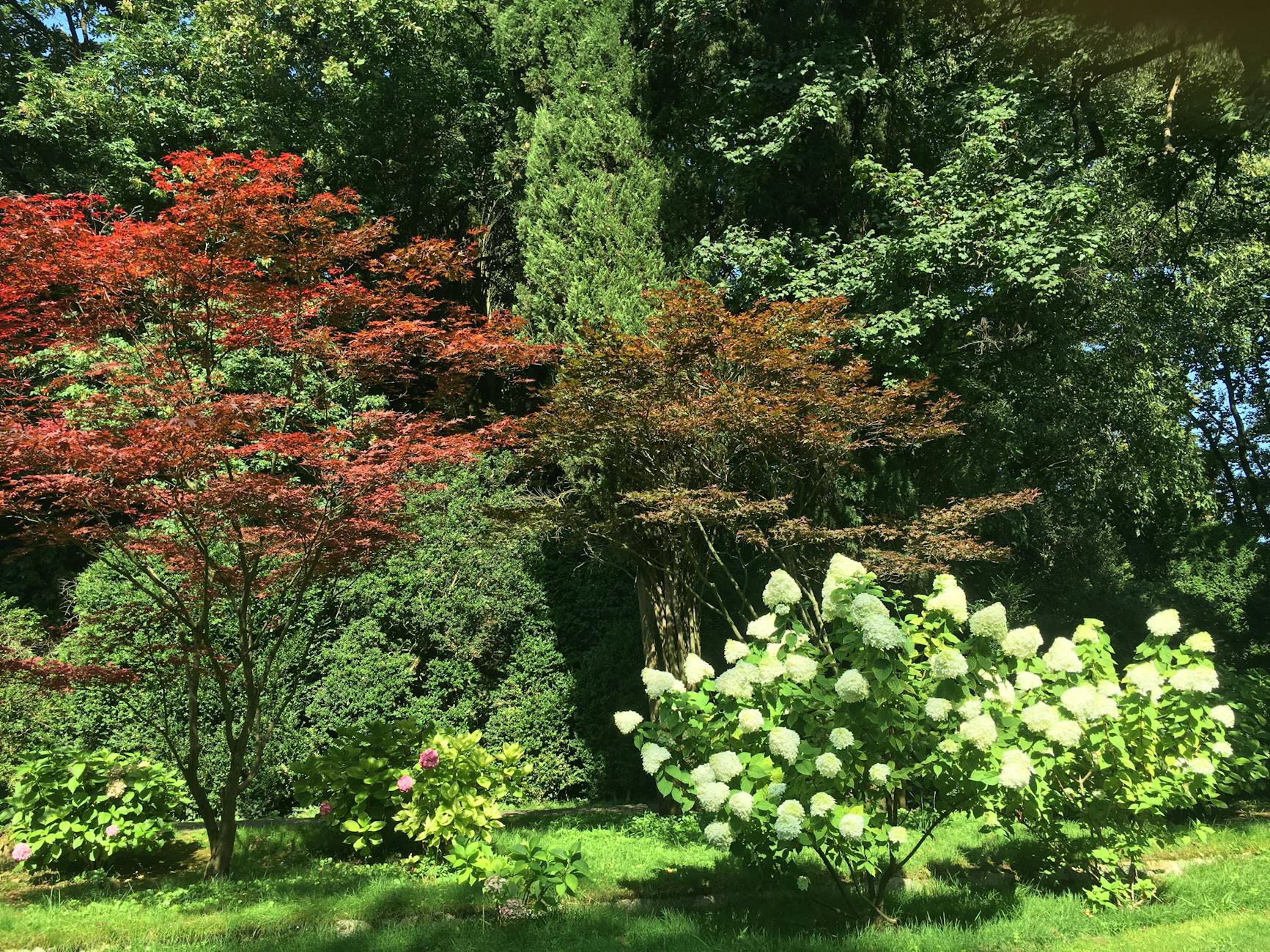 Laubgehölze und ihre Bedeutung für jeden Garten.