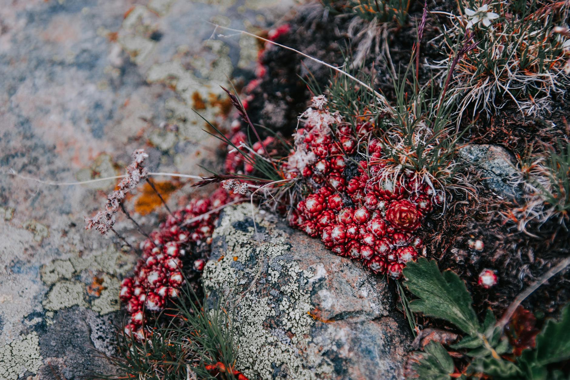 Steingartenpflanzen und ihre Bedeutung für die Gartengestaltung.