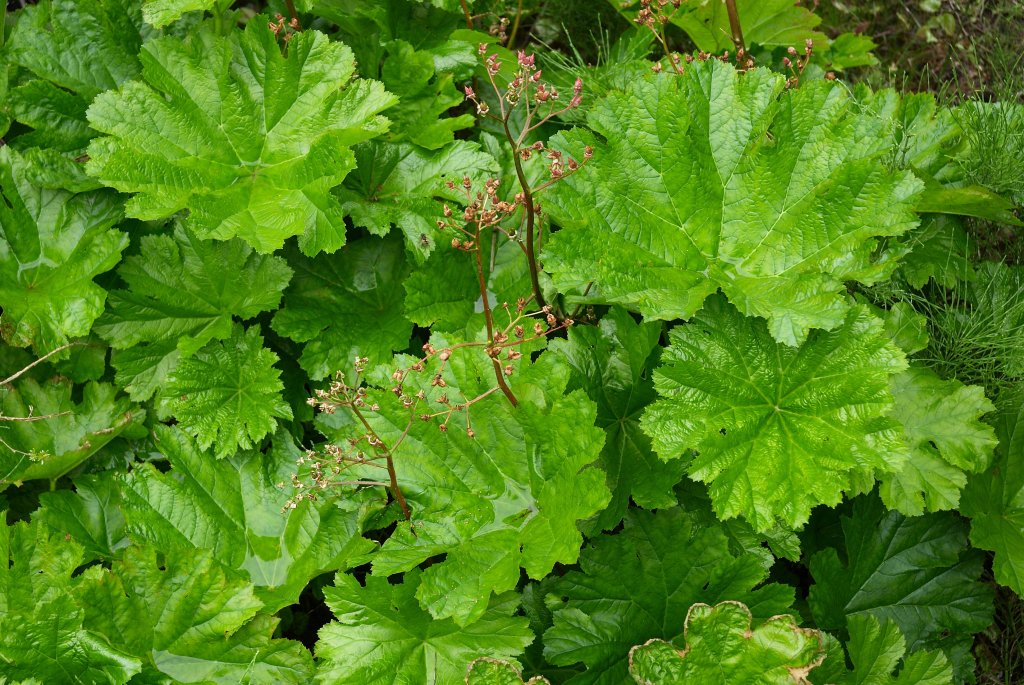 Darmera peltata (Schildblatt)