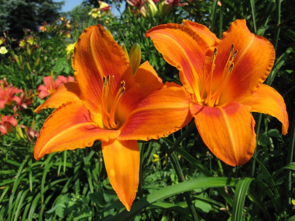 Taglilie 'Burning Daylight' (Hemerocallis 'Burning Daylight')