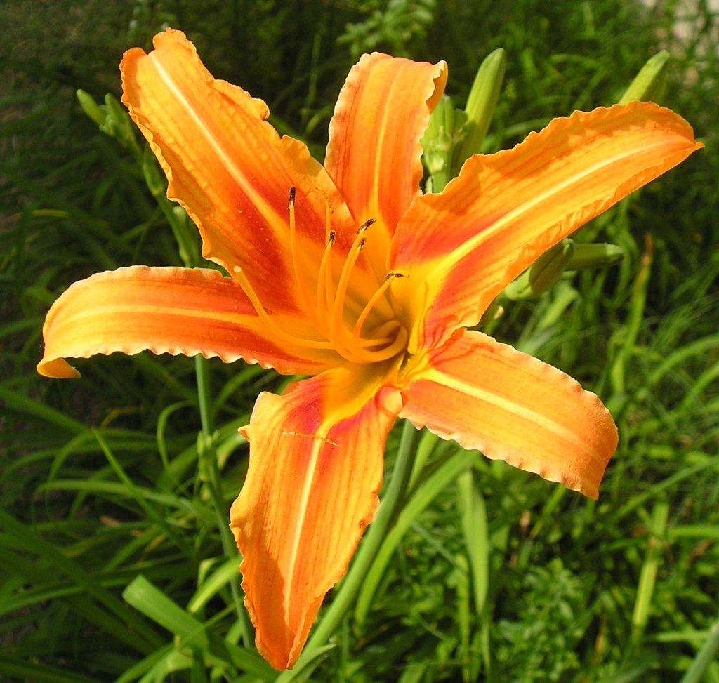 Taglilie (Hemerocallis)