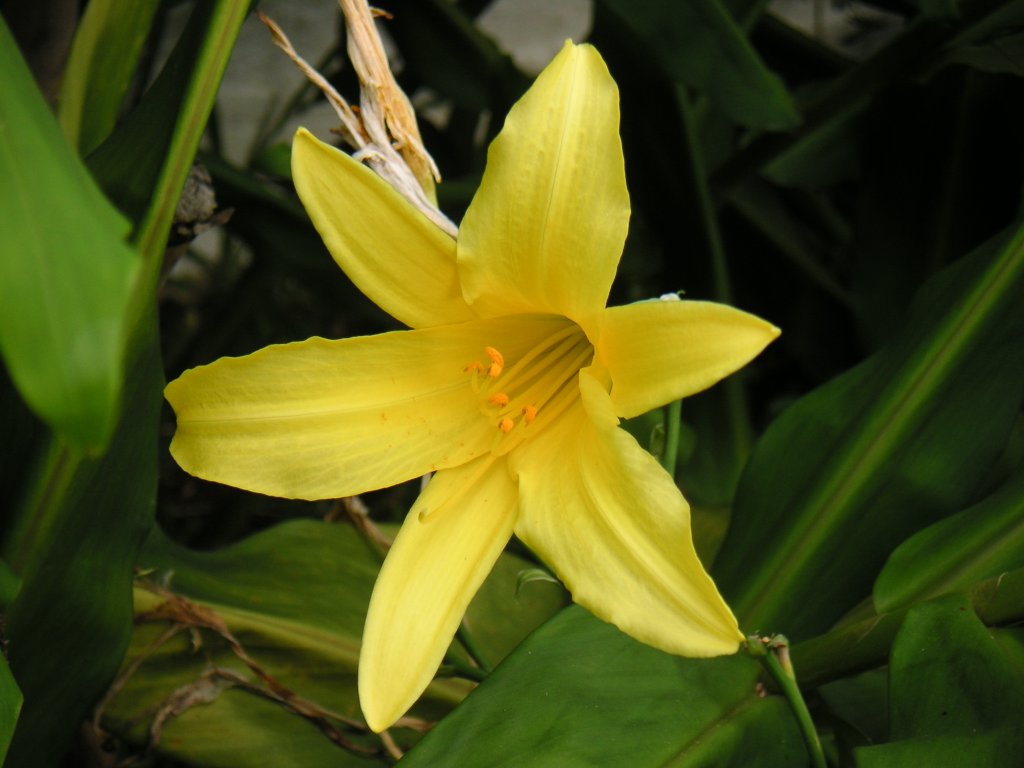 Kleine Taglilie (Hemerocallis minor)
